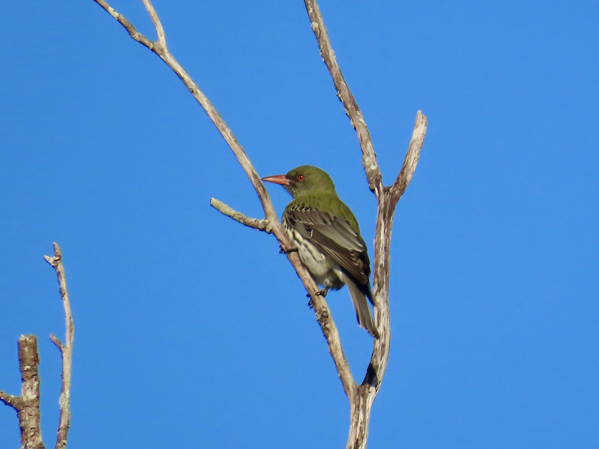Olive-backed Oriole - ML643022812