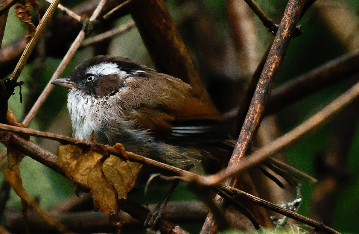 White-browed Fulvetta - ML643022819