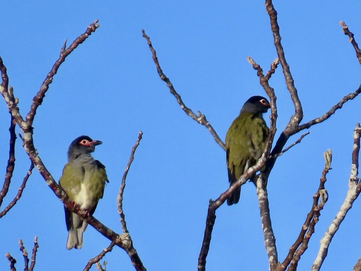 Australasian Figbird - ML643022823