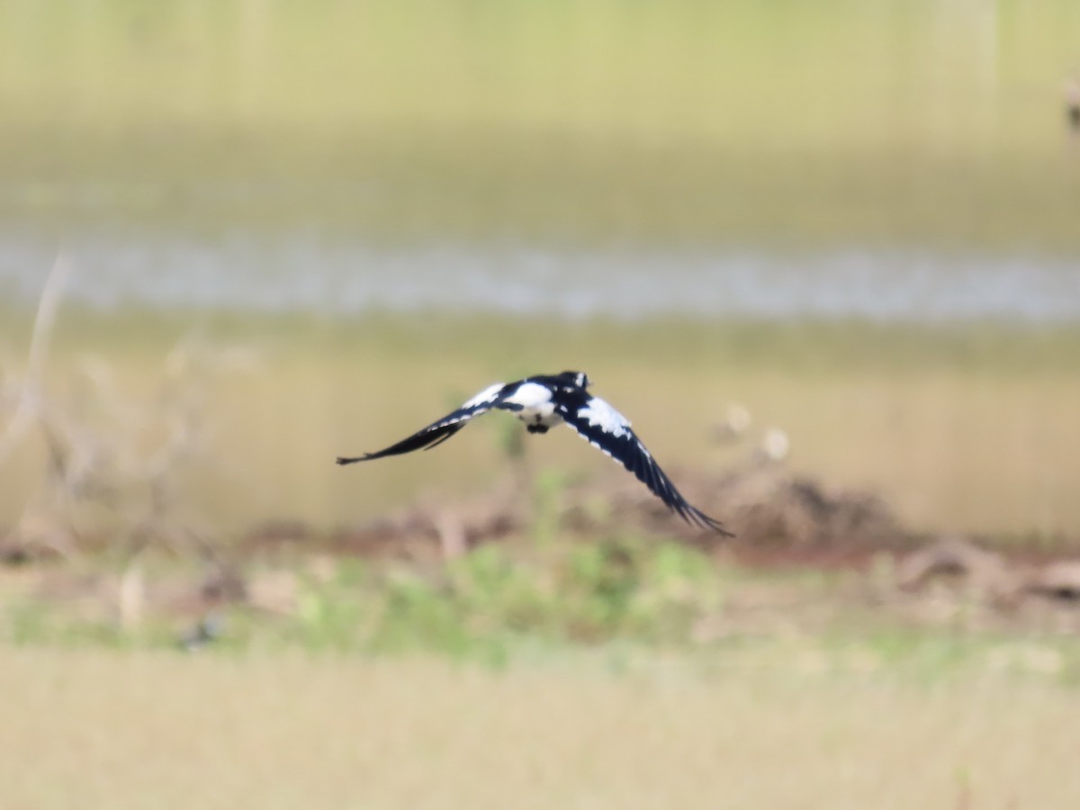 Magpie-lark - ML643022847