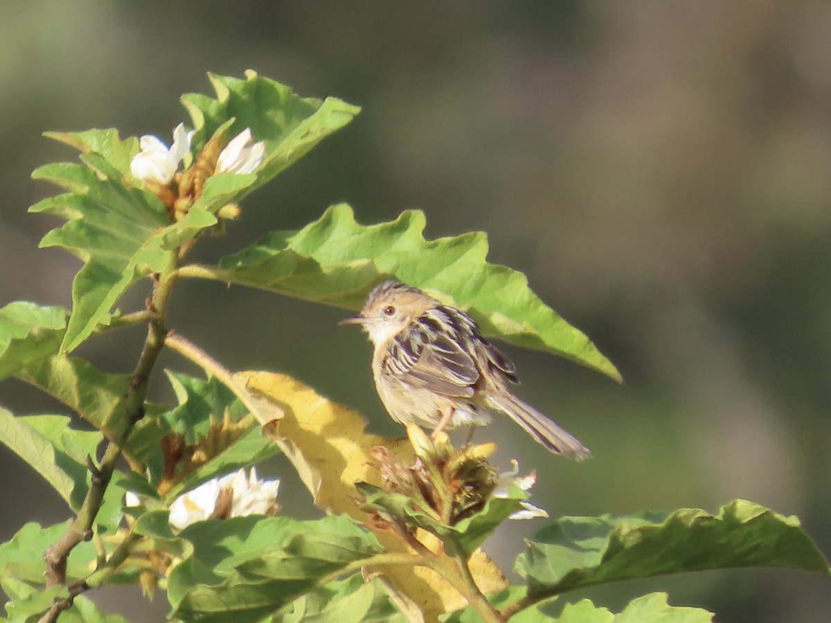 Golden-headed Cisticola - ML643022853