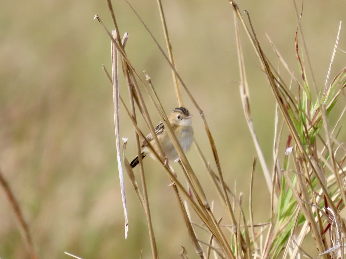 Golden-headed Cisticola - ML643022854