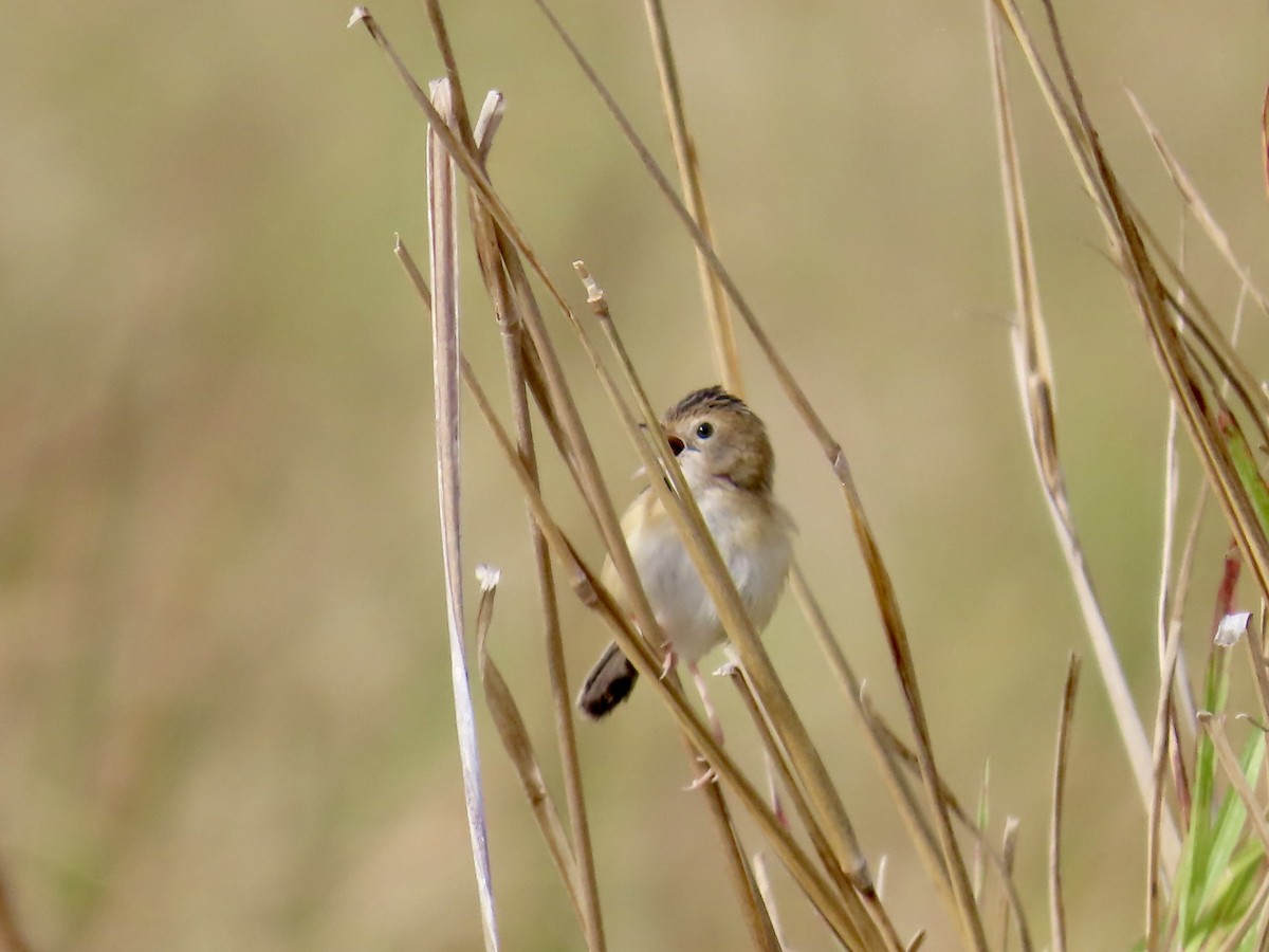 Golden-headed Cisticola - ML643022855