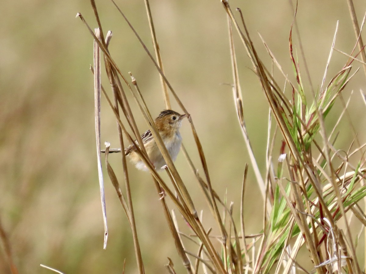Golden-headed Cisticola - ML643022856