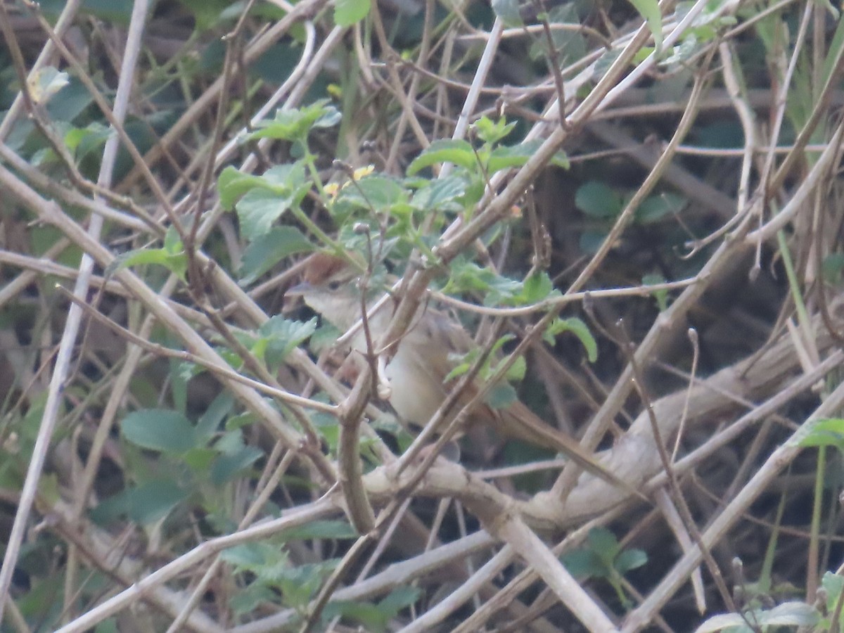 Tawny Grassbird - ML643022867