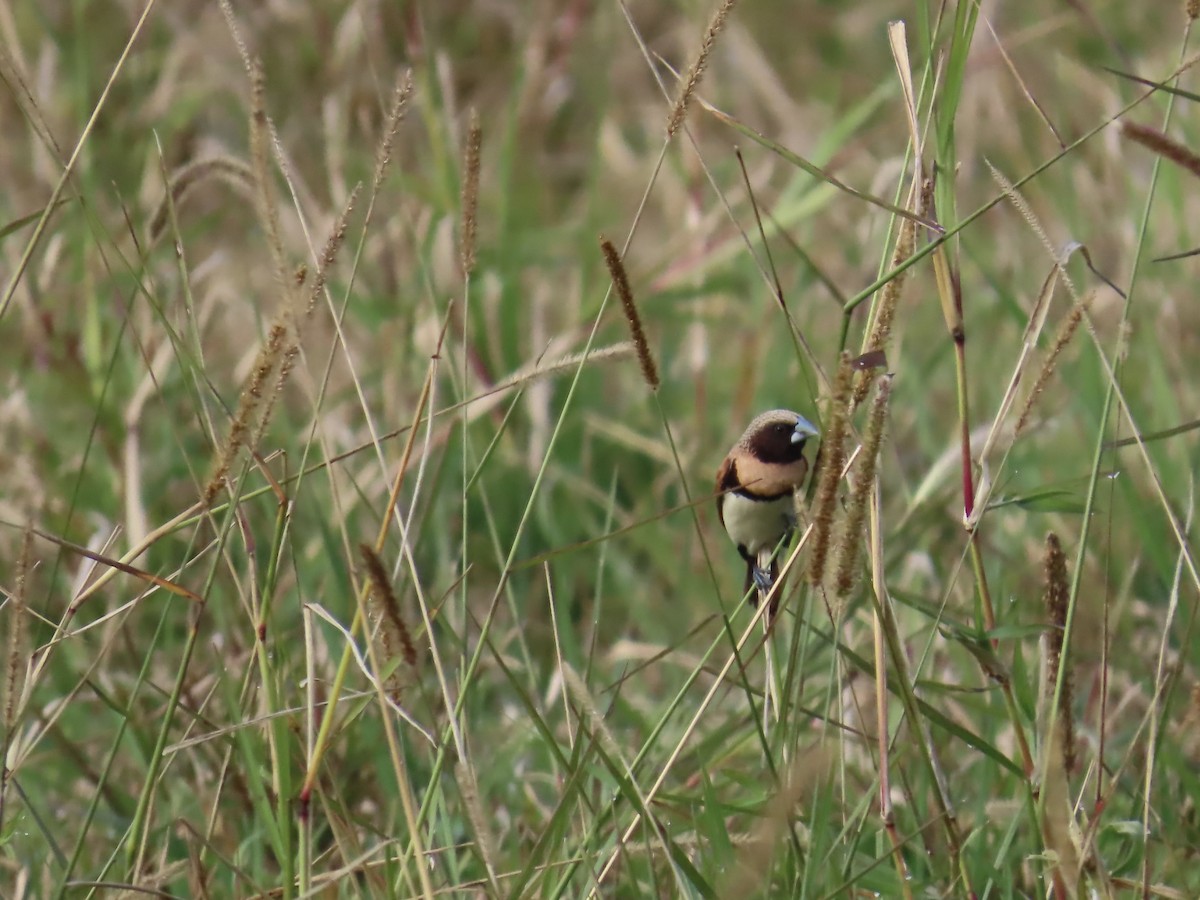 Chestnut-breasted Munia - ML643022878