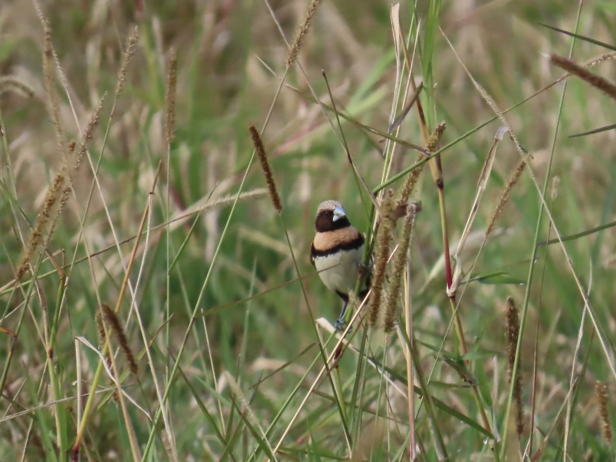 Chestnut-breasted Munia - ML643022879