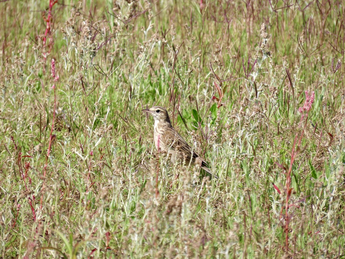 Australian Pipit - ML643022913