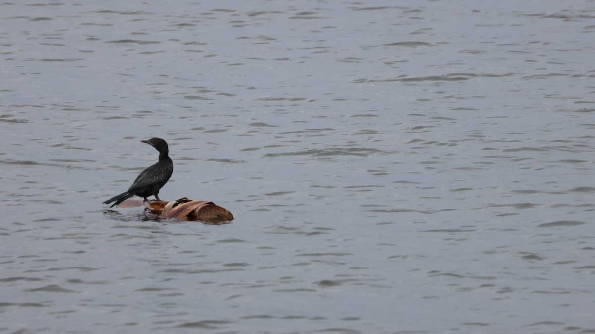 Indian Cormorant - ML643022921
