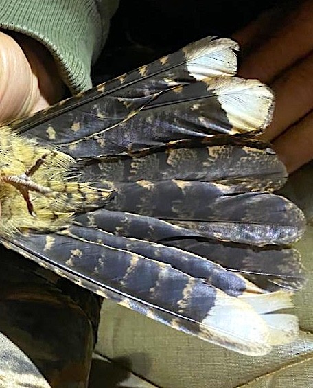 Montane Nightjar (Rwenzori) - ML643022926