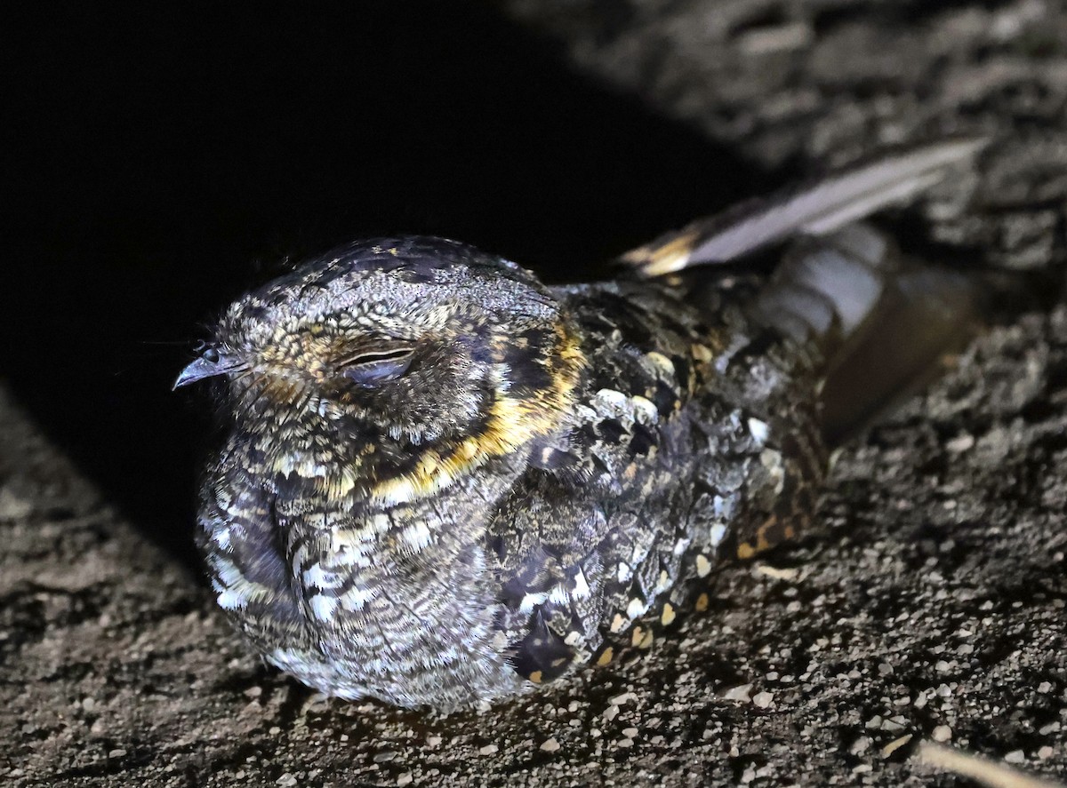 Montane Nightjar (Rwenzori) - ML643022928