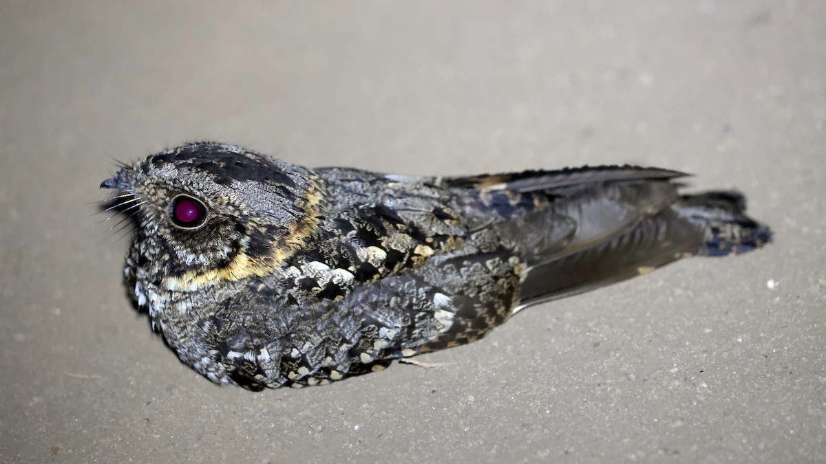 Montane Nightjar (Rwenzori) - ML643022929