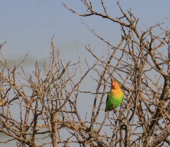 Fischer's Lovebird - ML643022931