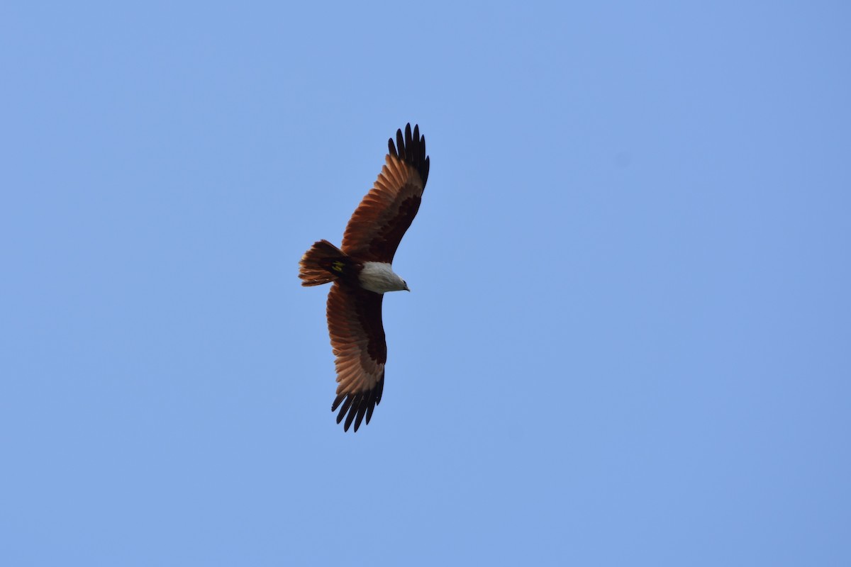 Brahminy Kite - ML643022932