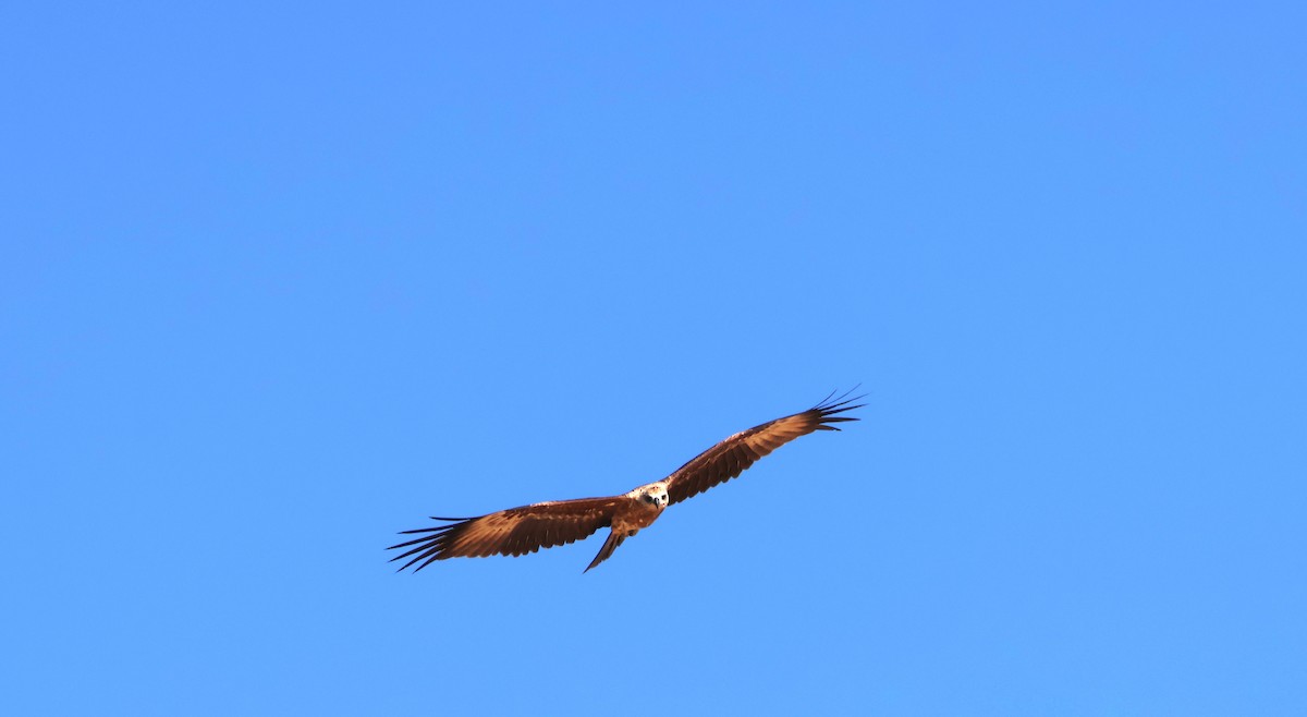 Brahminy Kite - ML643022936