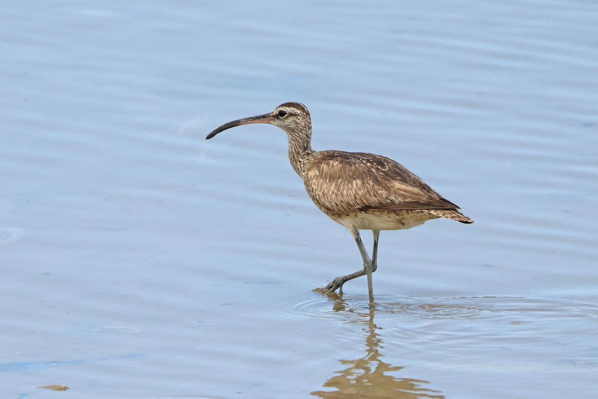Whimbrel - ML643022950