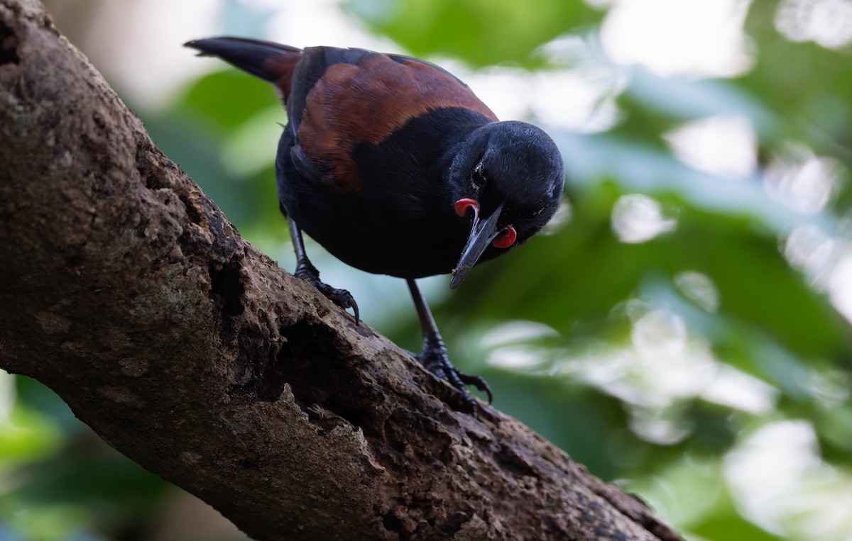 North Island Saddleback - ML643022953