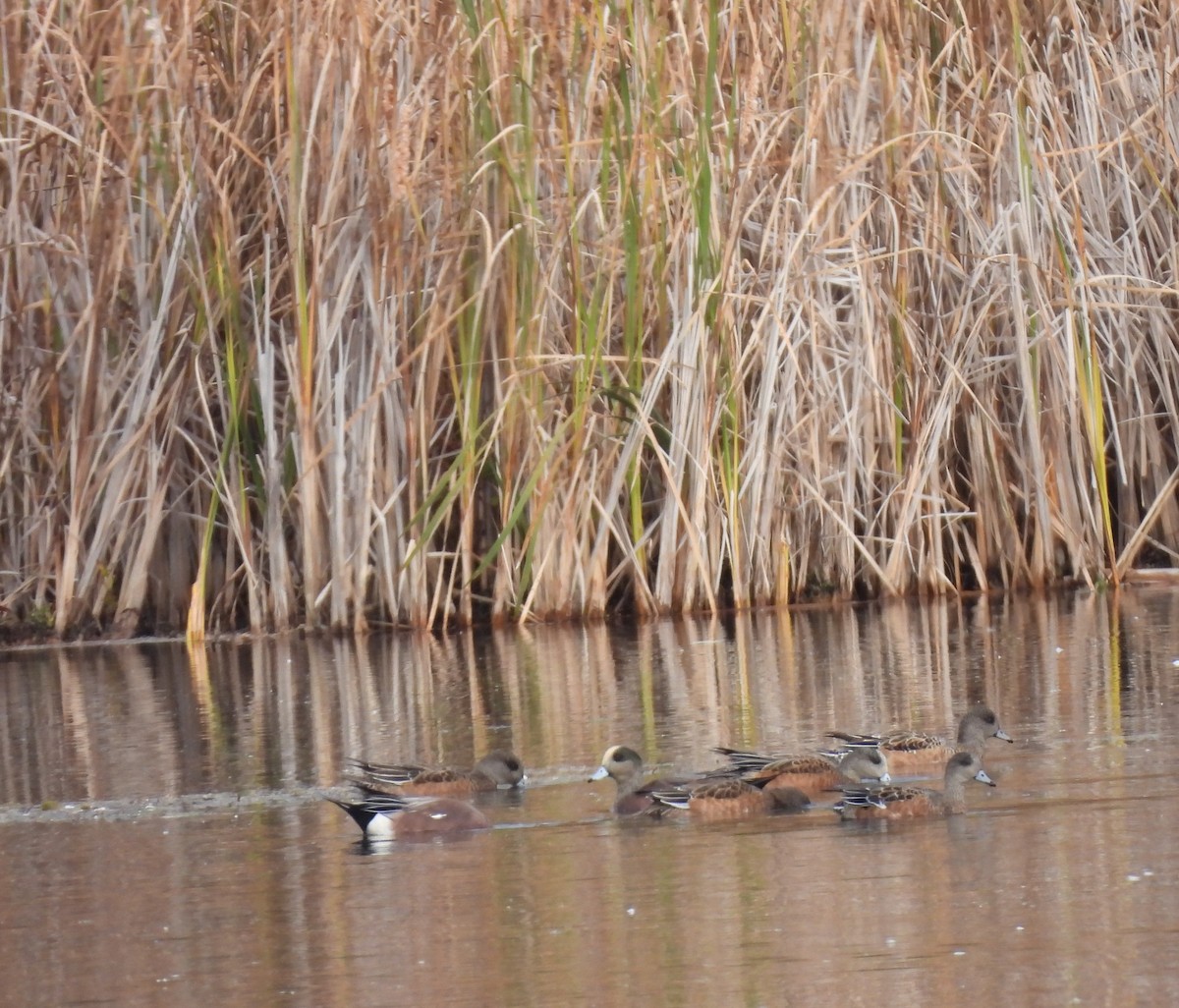 American Wigeon - ML643022954
