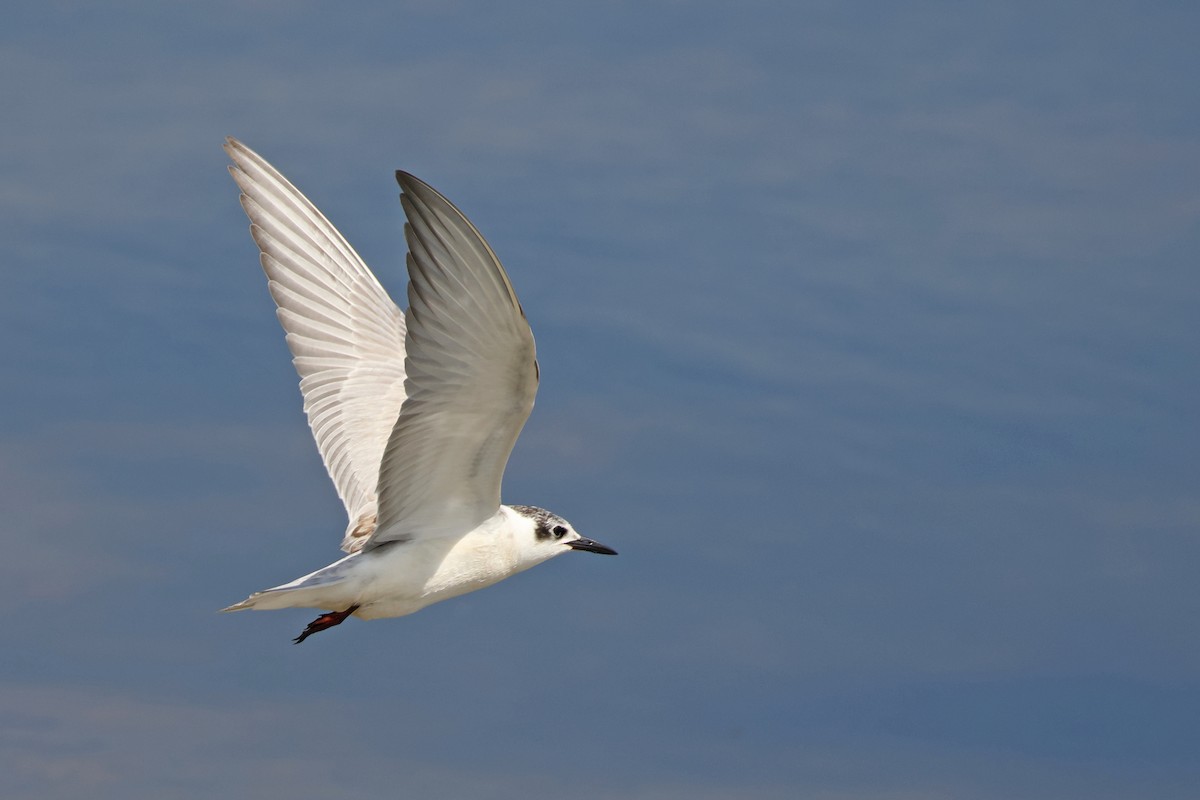 Whiskered Tern - ML643022961