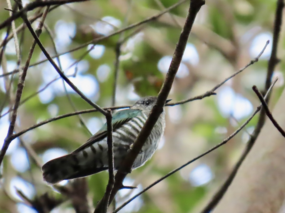 Shining Bronze-Cuckoo - ML643022962