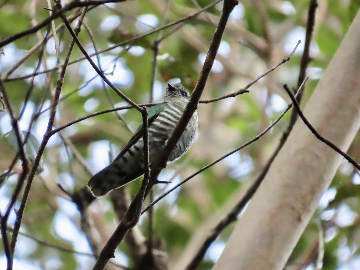 Shining Bronze-Cuckoo - ML643022963