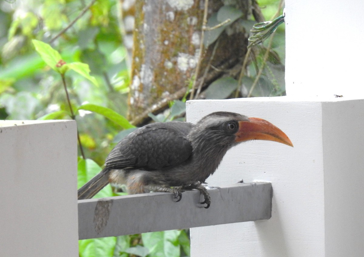 Malabar Gray Hornbill - ML643022966