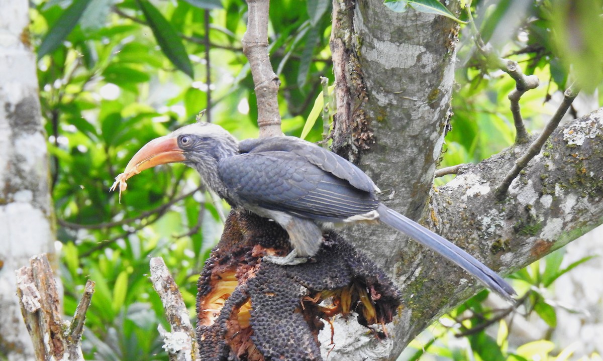 Malabar Gray Hornbill - ML643022967