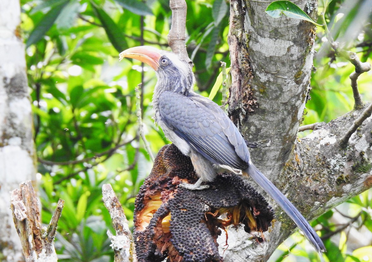 Malabar Gray Hornbill - ML643022968