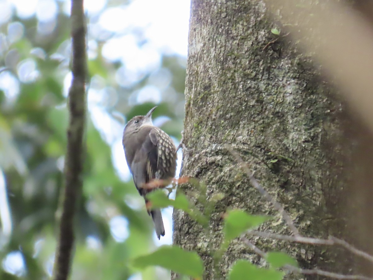 White-throated Treecreeper - ML643022969