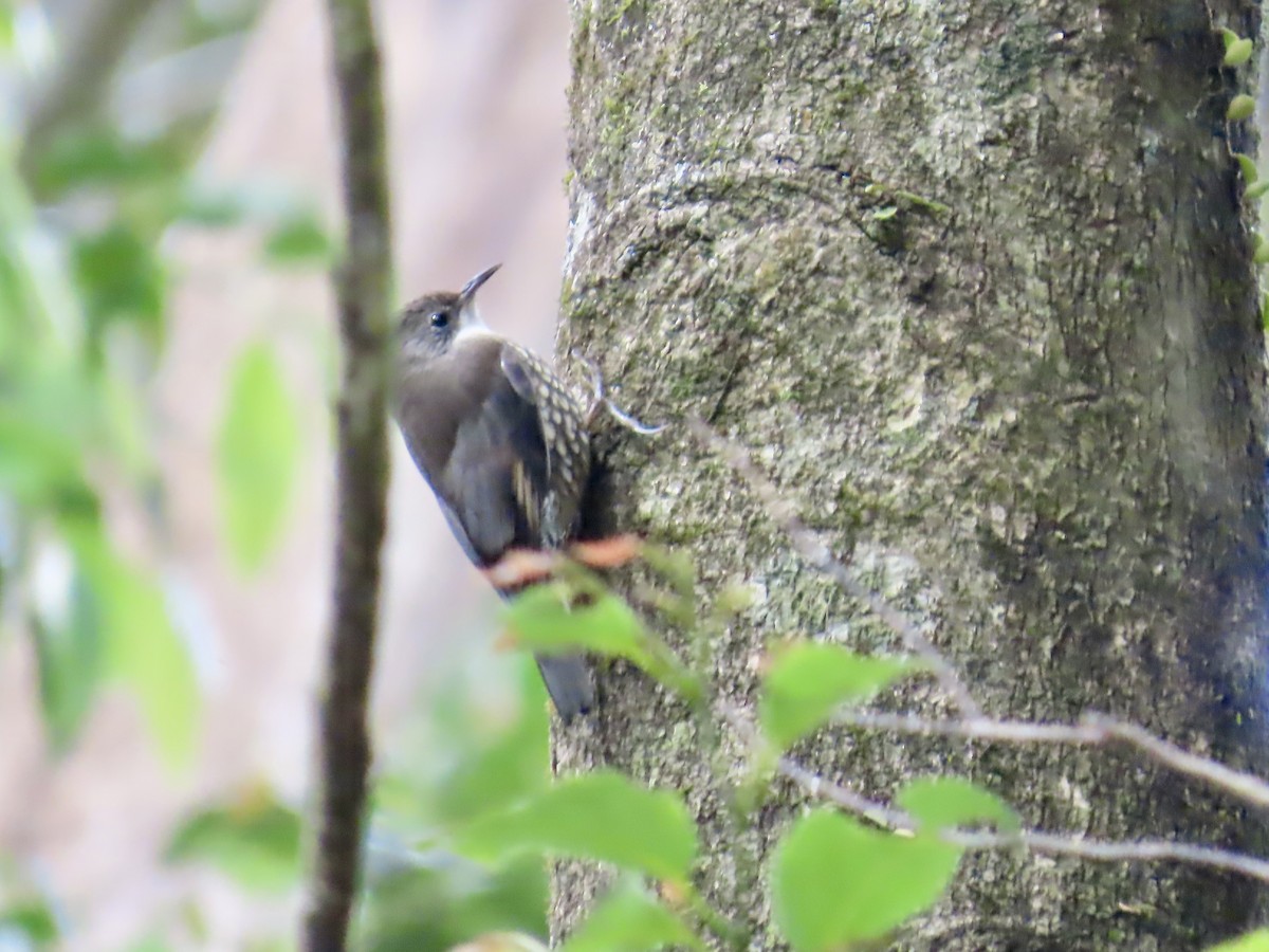 White-throated Treecreeper - ML643022970
