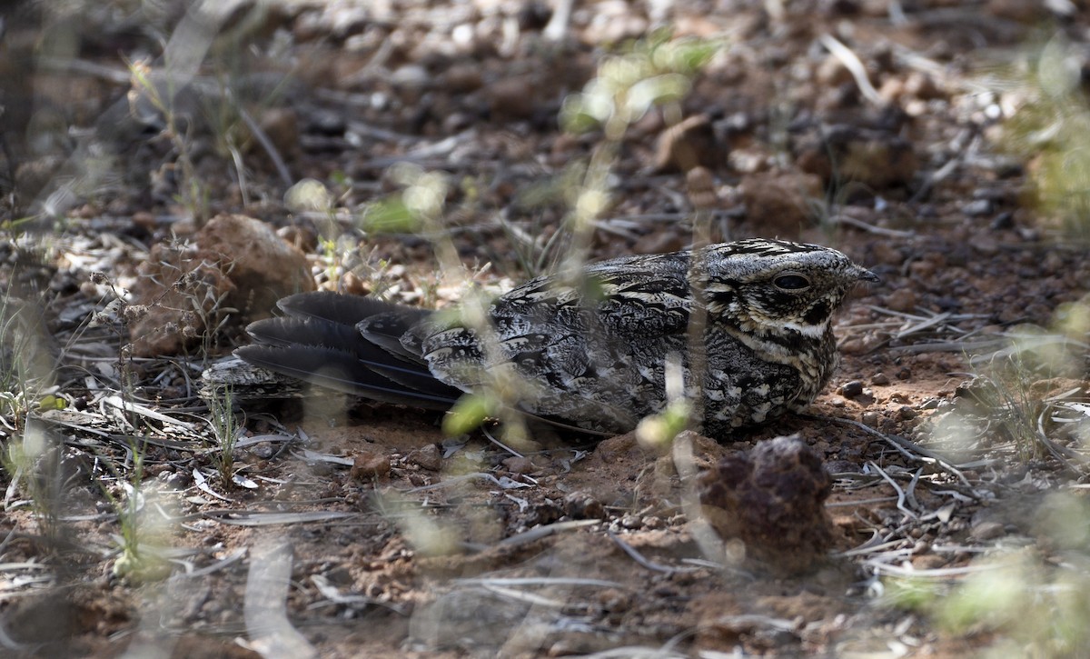 Spotted Nightjar - ML643022971