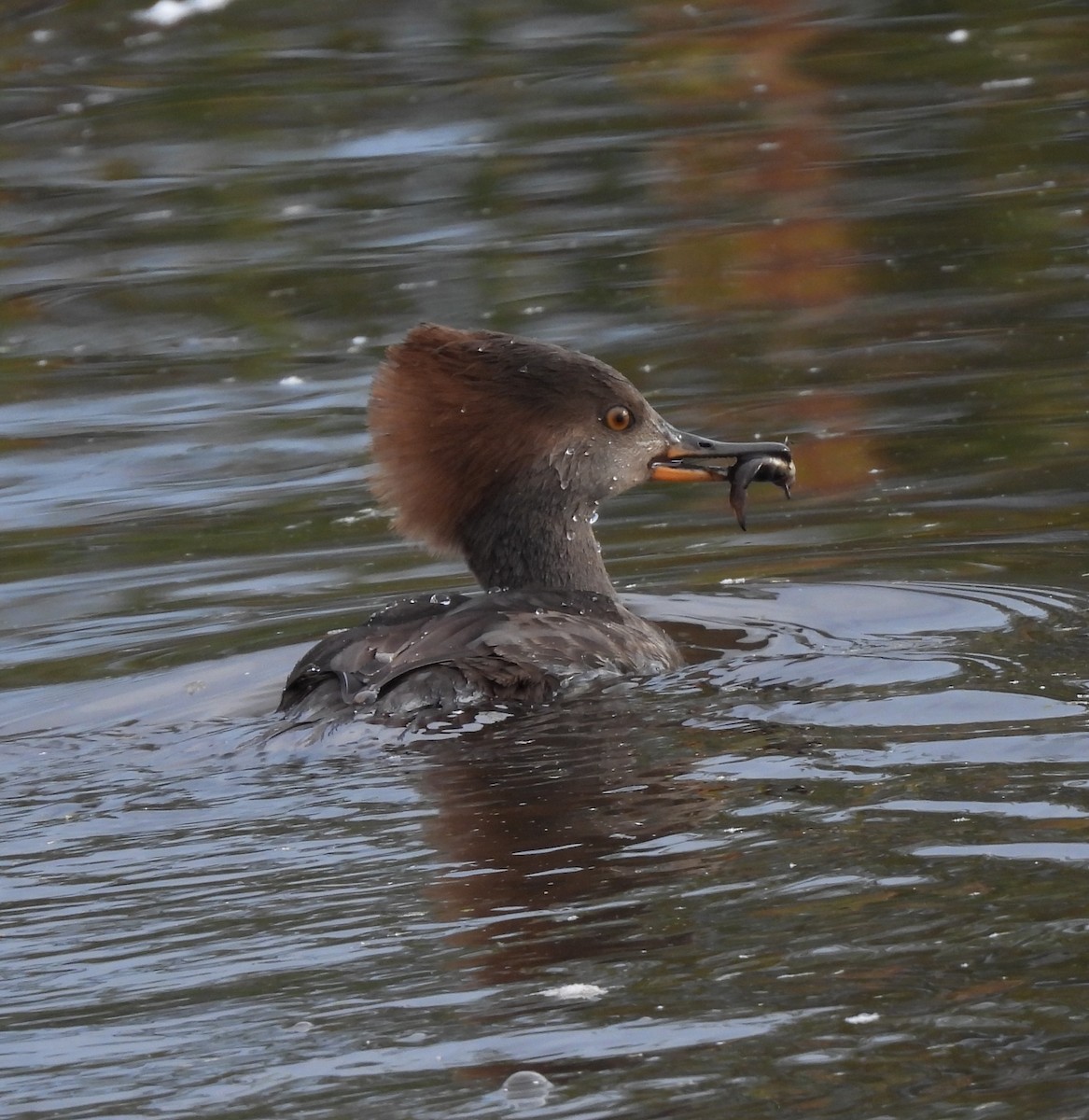 Hooded Merganser - ML643022972