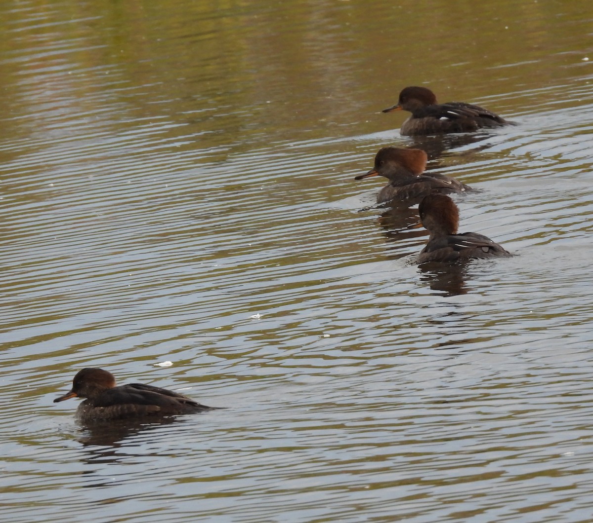 Hooded Merganser - ML643022973