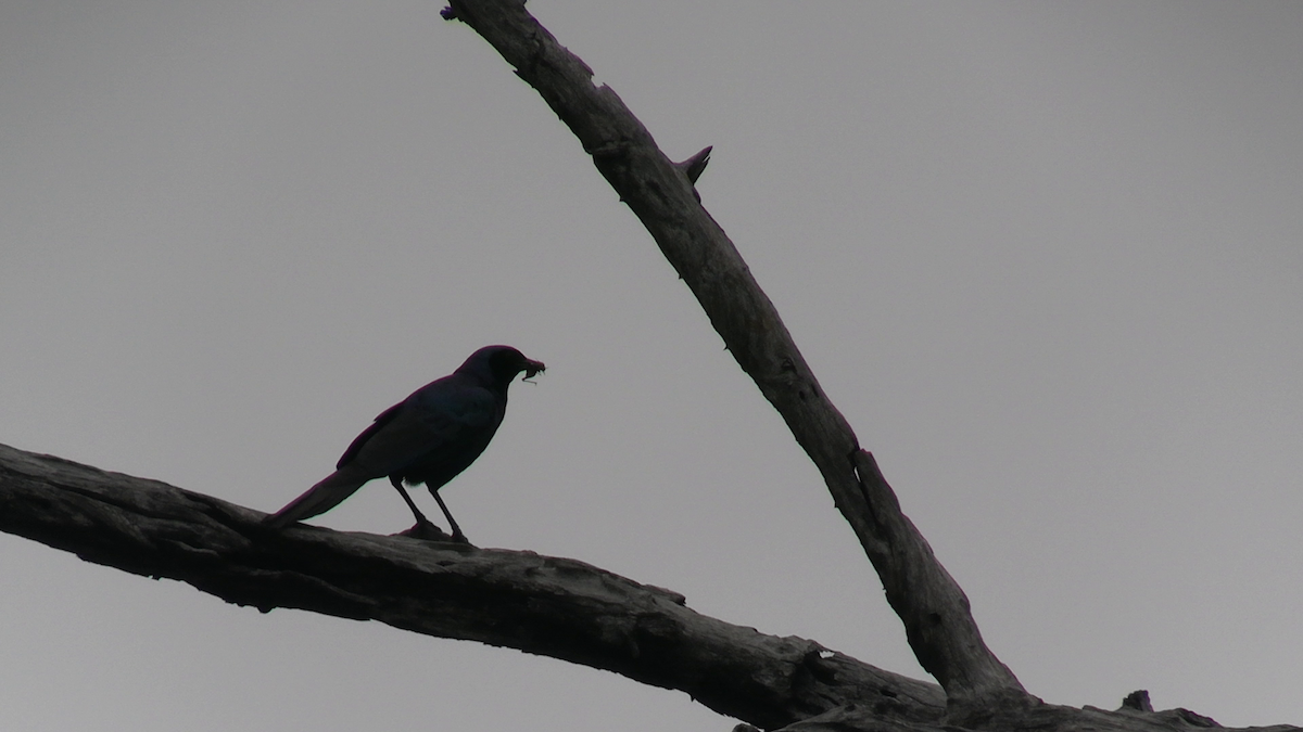 Burchell's Starling - ML643022974