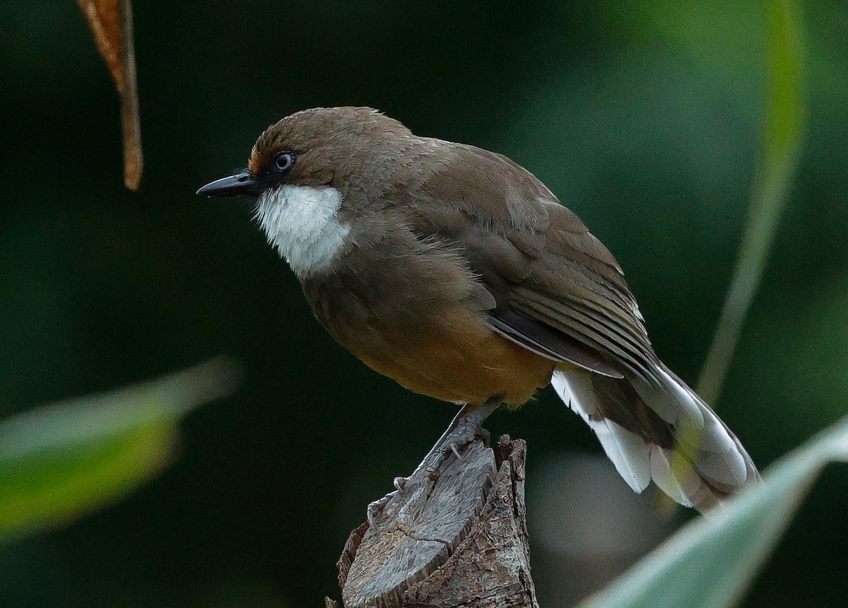 White-throated Laughingthrush - ML643022975