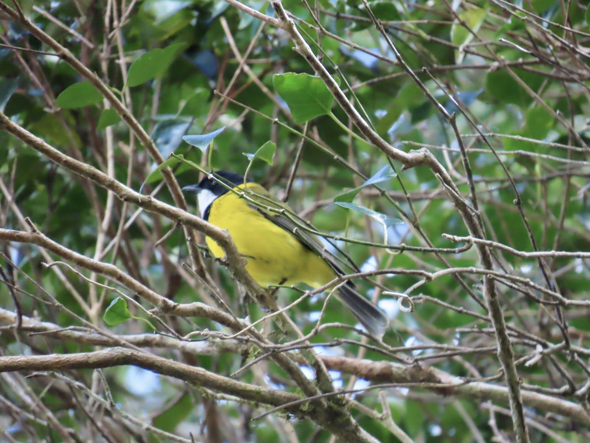 Golden Whistler - ML643022976