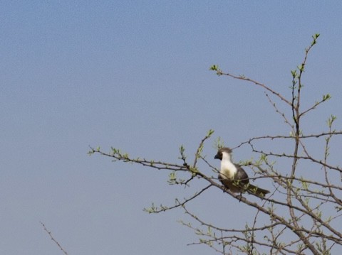 Bare-faced Go-away-bird - ML643022977