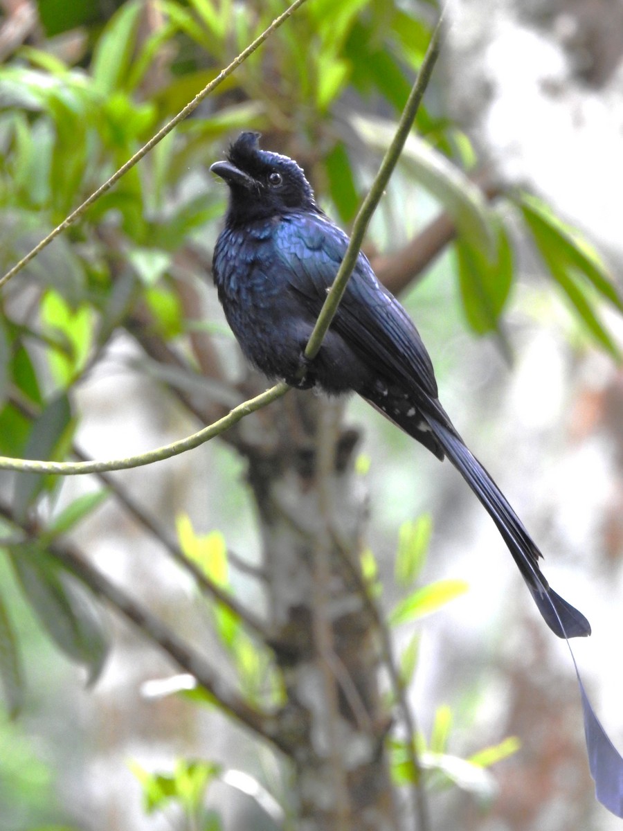 Greater Racket-tailed Drongo - ML643022978