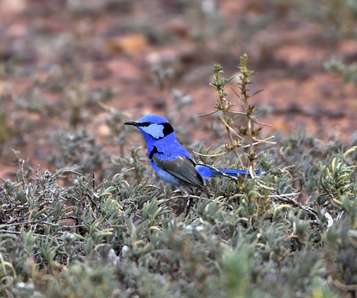 Splendid Fairywren - ML643022979