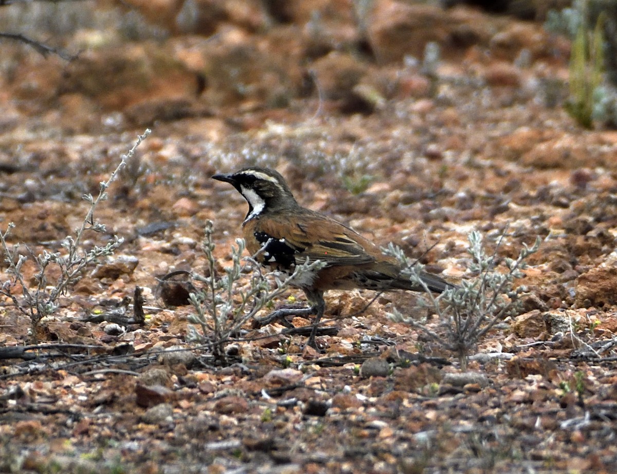 Chestnut-breasted Quail-thrush - ML643022981