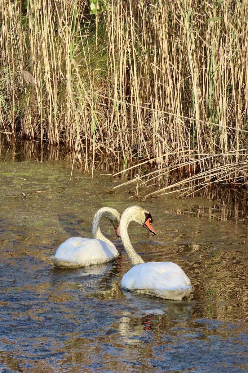 Mute Swan - ML643022990