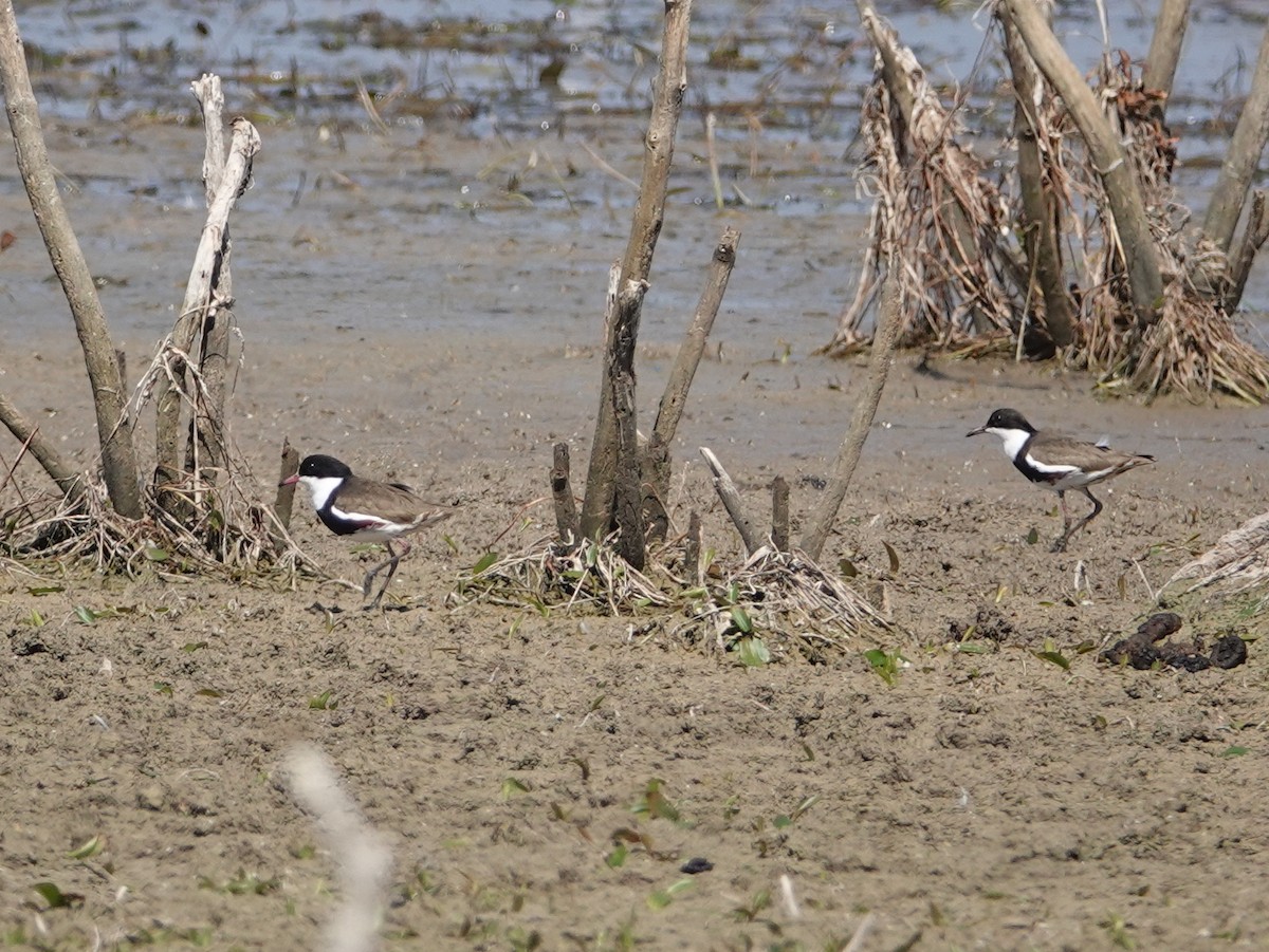 Red-kneed Dotterel - ML643022991