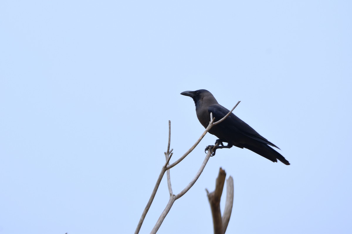 House Crow - ML643022992