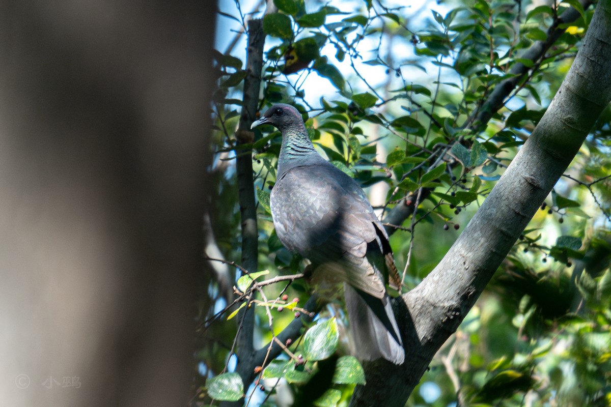 Black Wood-Pigeon - ML643022994