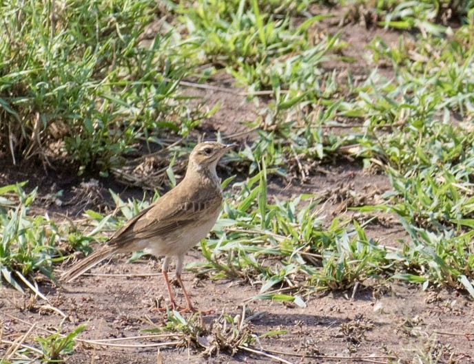 African Pipit - ML643023021