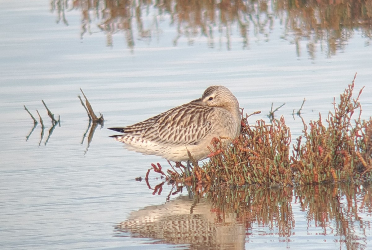Bar-tailed Godwit - ML643023038
