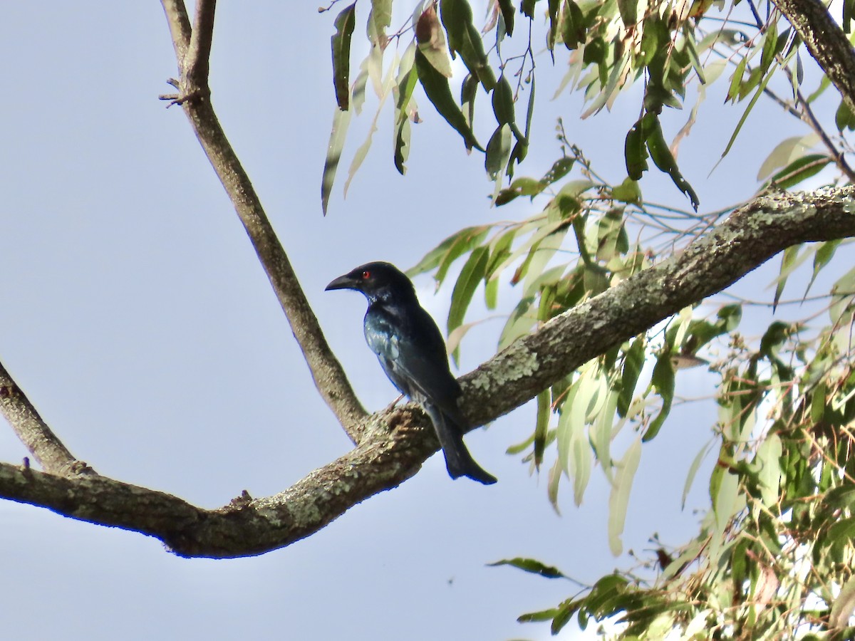 brokadedrongo - ML643023039
