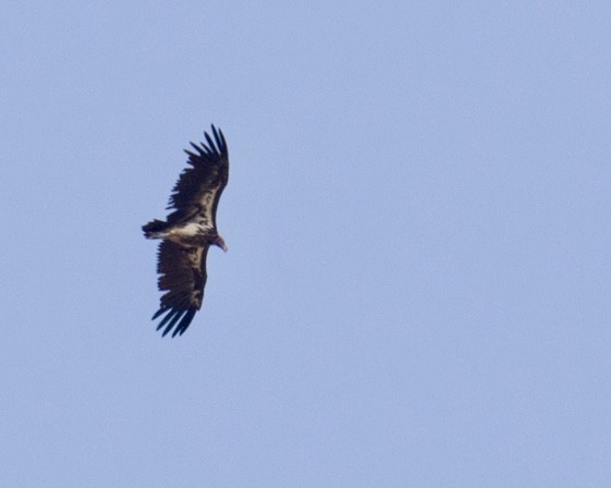 Lappet-faced Vulture - ML643023074