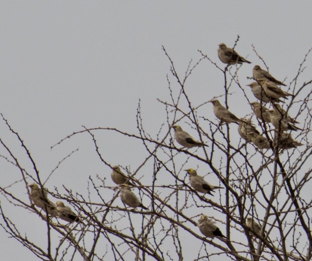 Wattled Starling - ML643023077