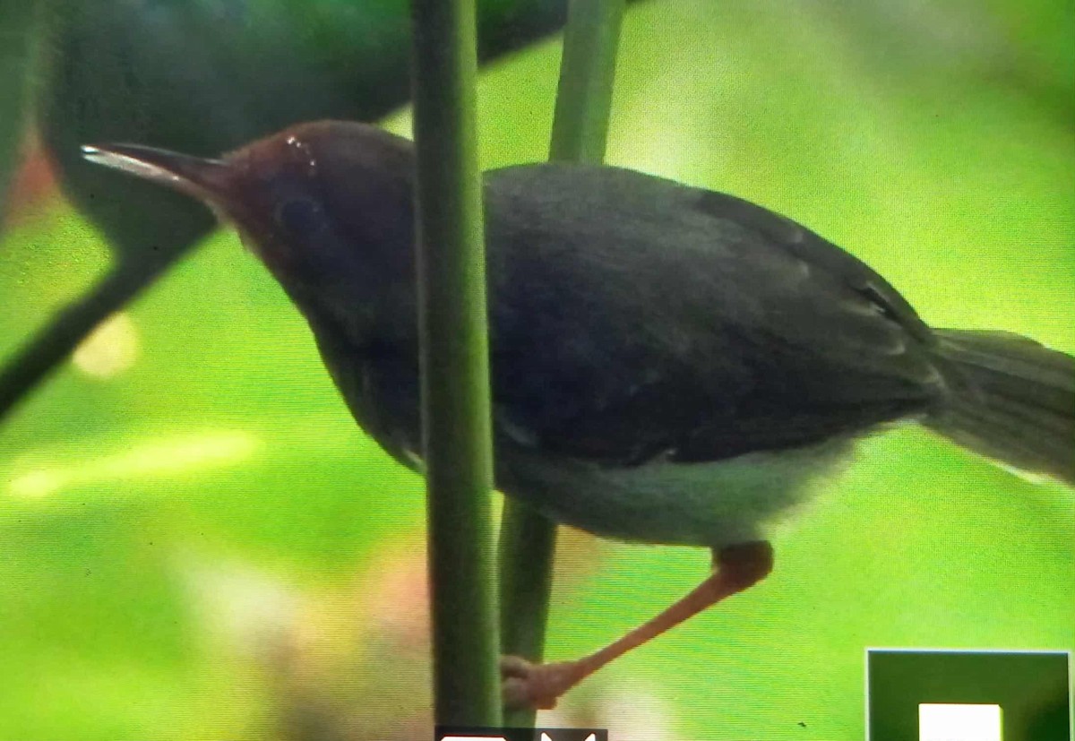 Common Tailorbird - ML643023083